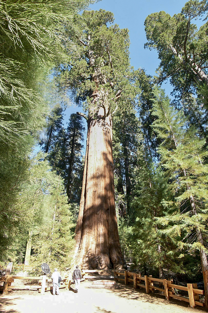 Cottonwood shade — shortlist photo