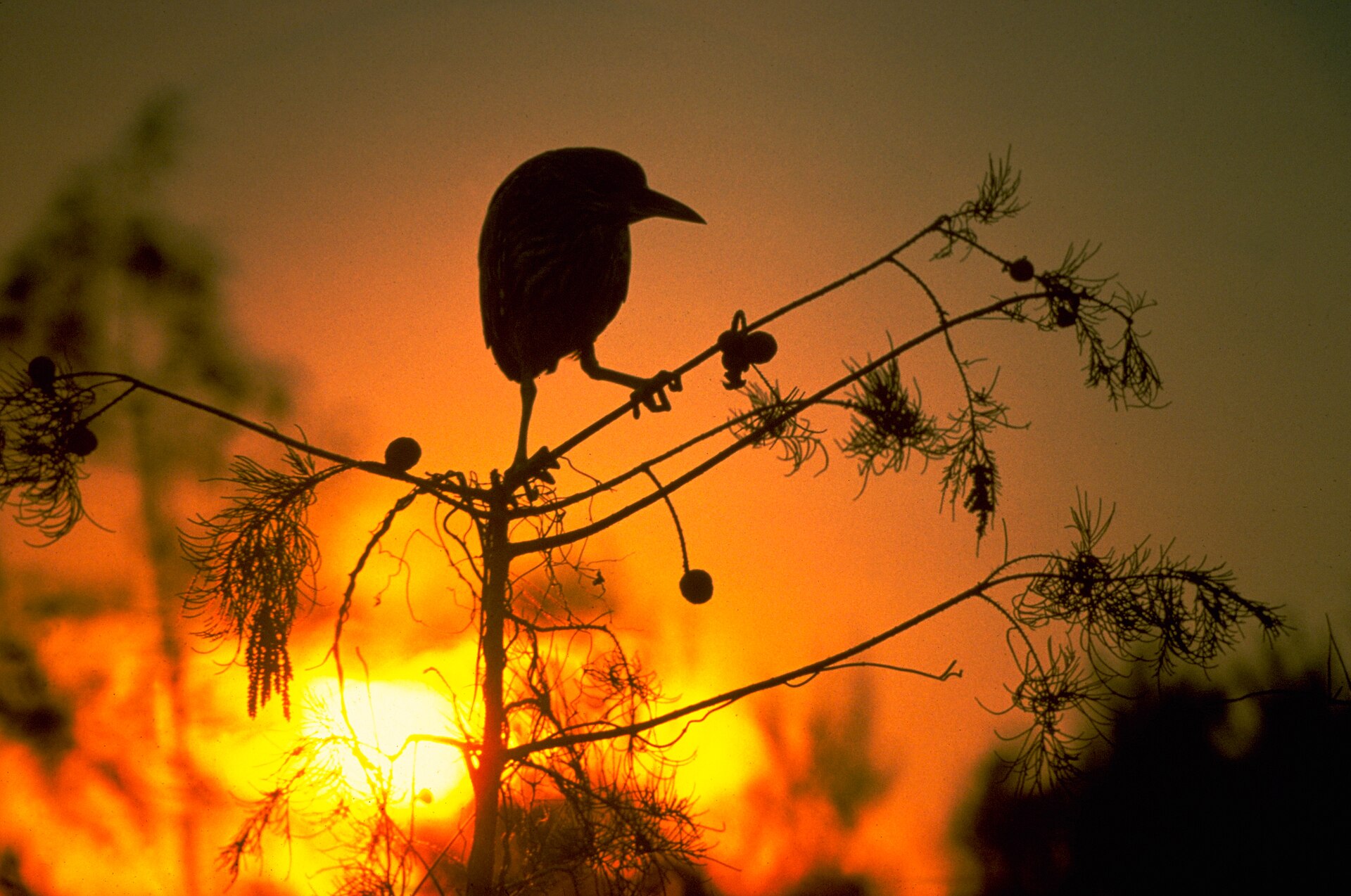 Everglades National Park park day