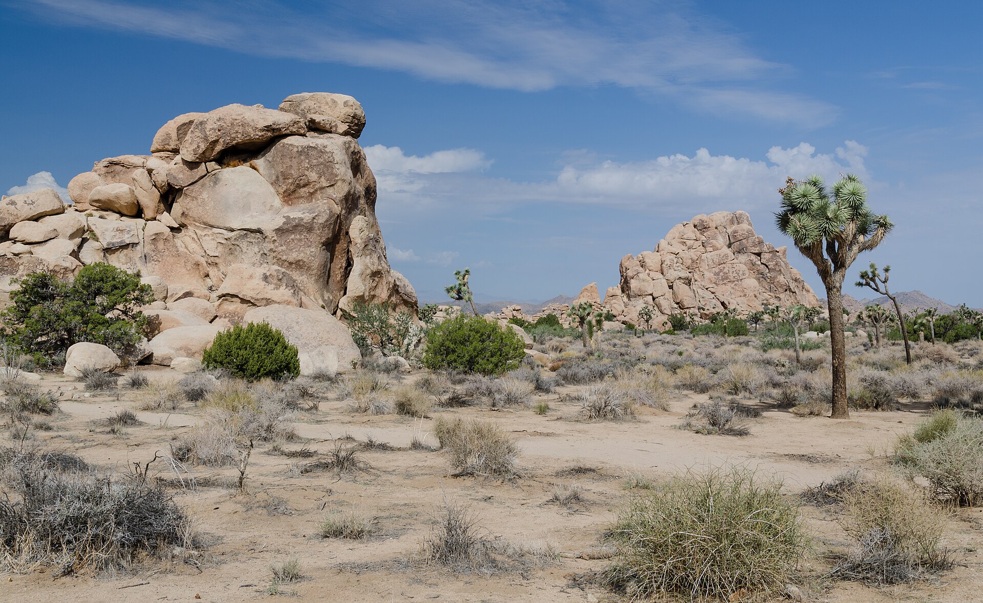 Joshua Tree National Park park day
