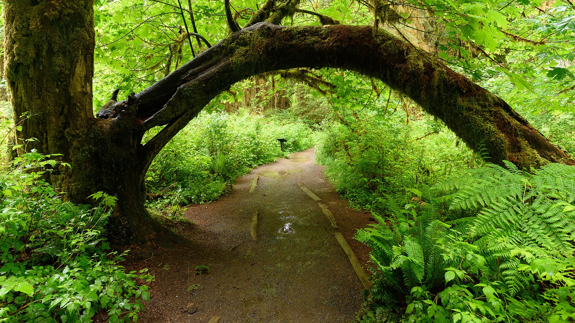 Olympic National Park park day