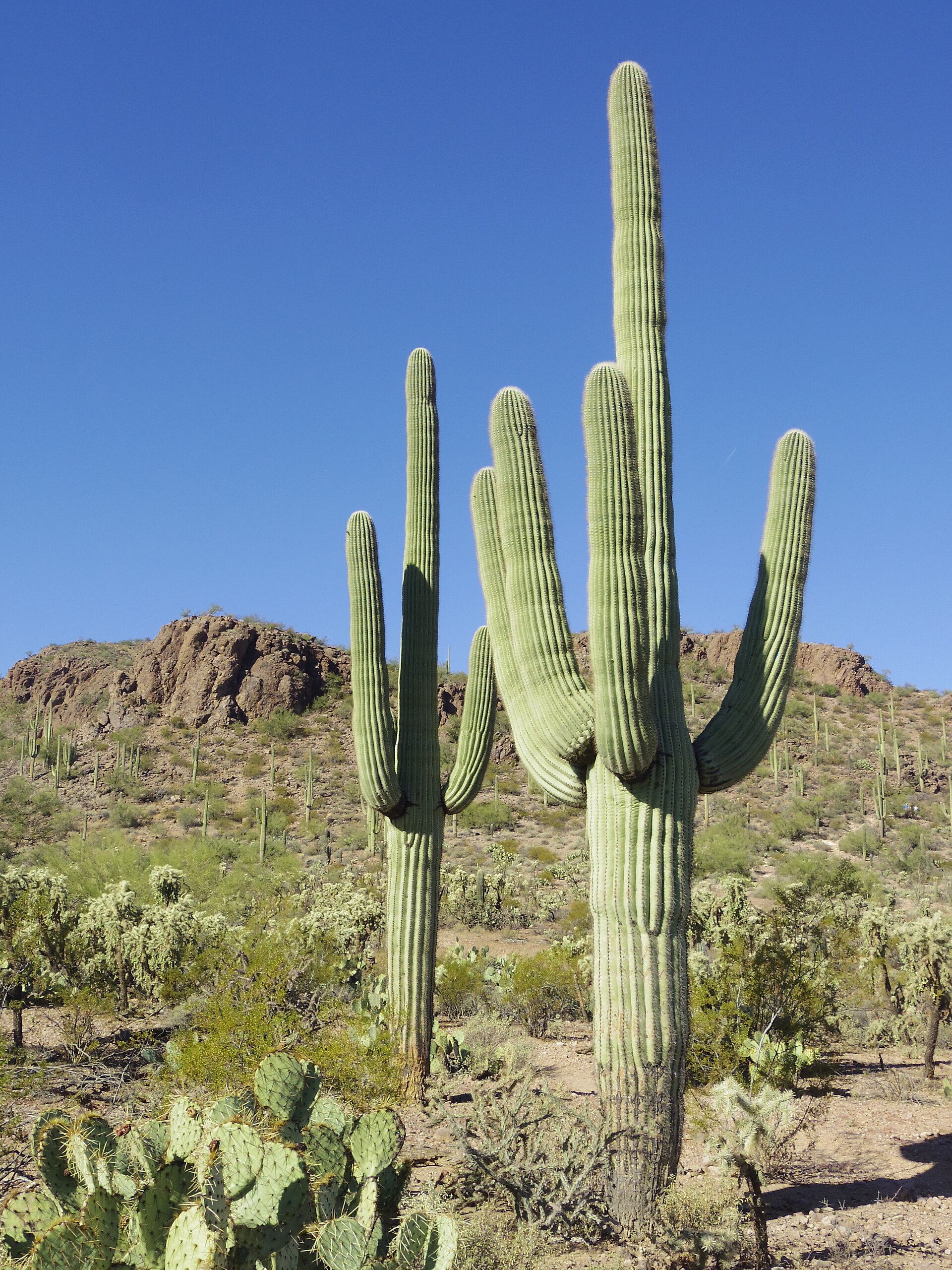 Saguaro National Park park day
