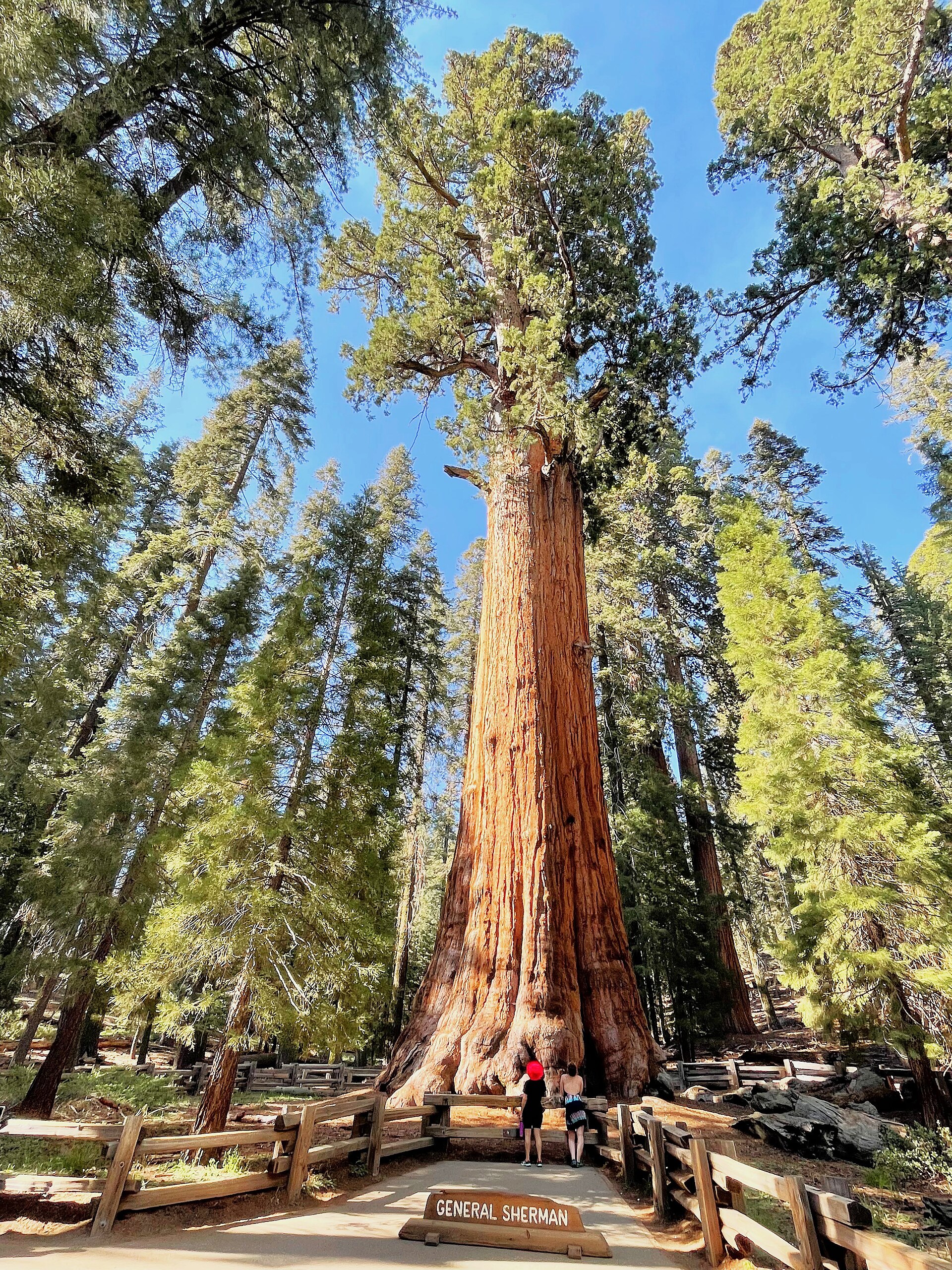 Sequoia National Park park day