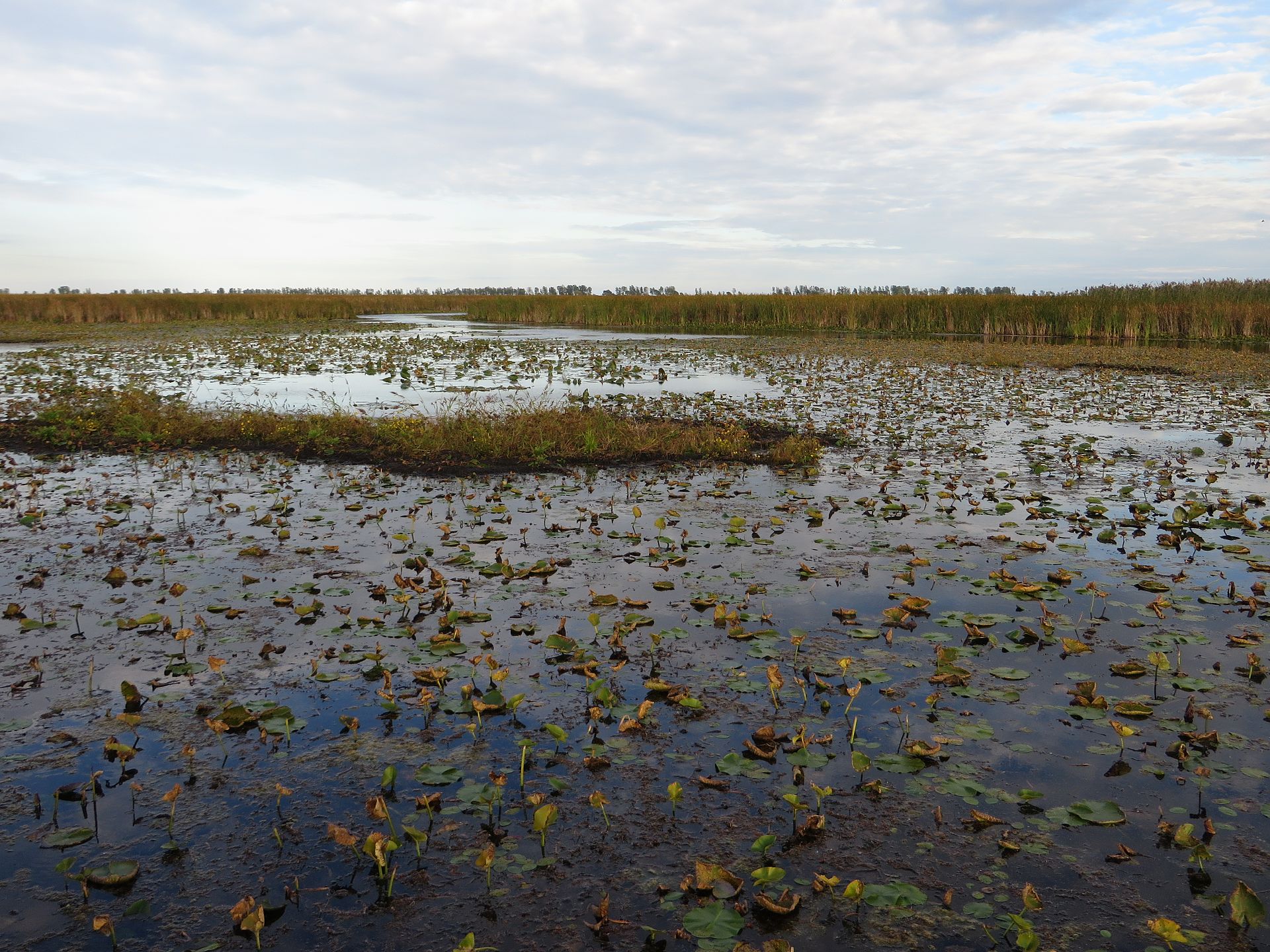 Mangrove edge — shortlist photo