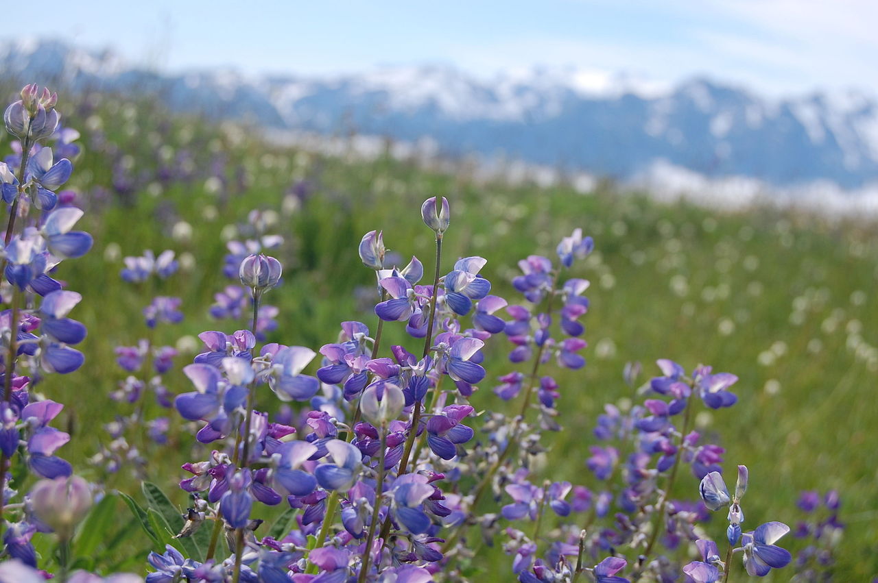 Hurricane Ridge view (alternate slice) — shortlist photo